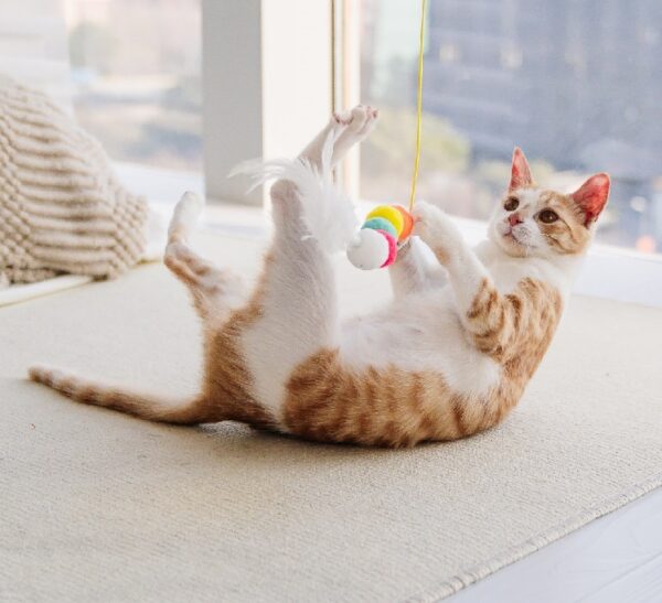 Cat Toys Simulated Cute Toys Funny Self-hey Interactive Toy Rope Grabbing Mouse Telescopic Hanging Cat Pet Supplies - Image 9